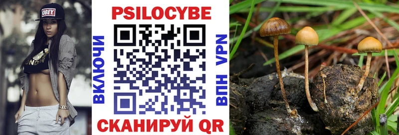 Галлюциногенные грибы Psilocybe  ОМГ ОМГ сайт  Власиха 